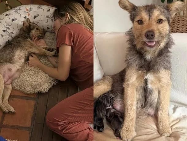 Jimena Barón acompañó el parto de su perra y presentó a sus cinco cachorros