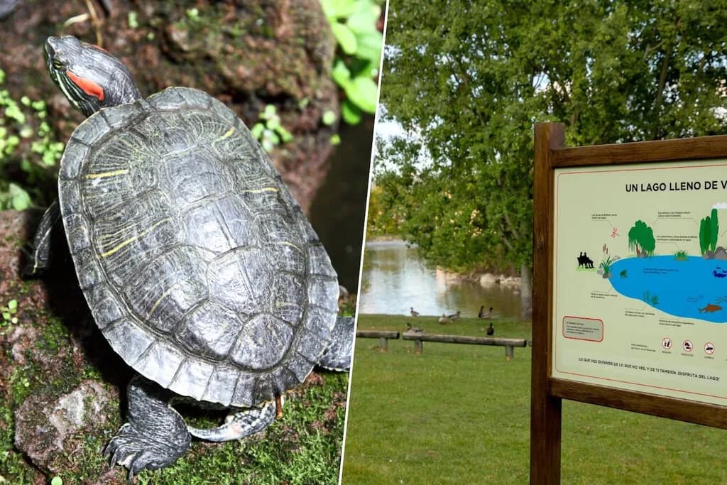 Hay un lago en Pamplona que se está llenando de galápagos de Florida. Hace una década ya encontraron 300