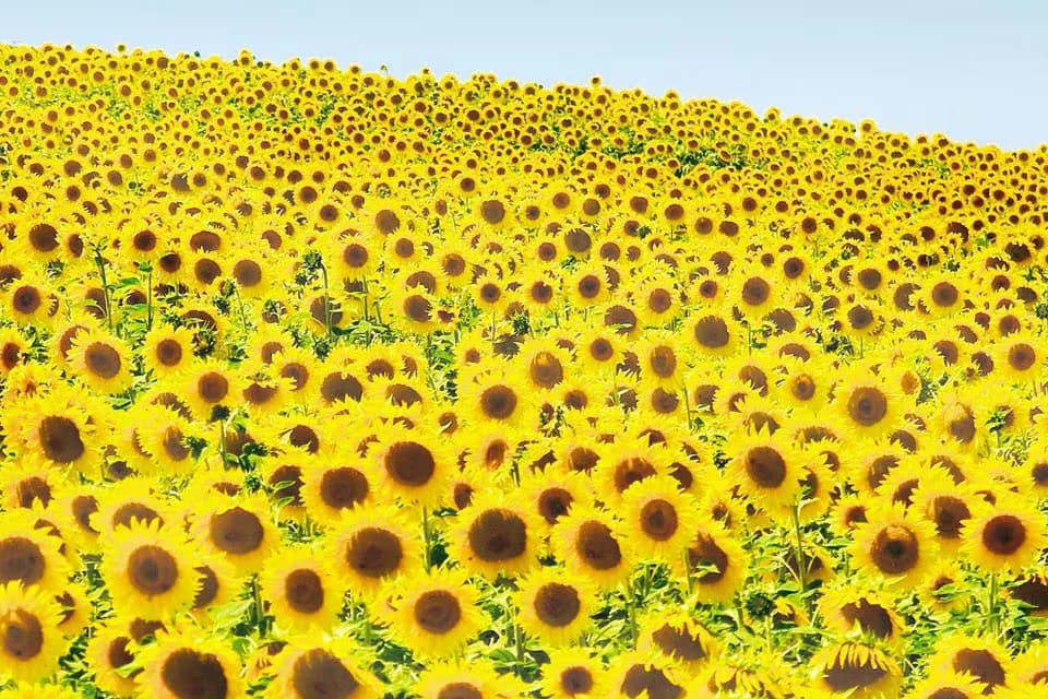 Está en auge: el factor que, según los expertos, disparará una revolución nunca vista en un cultivo