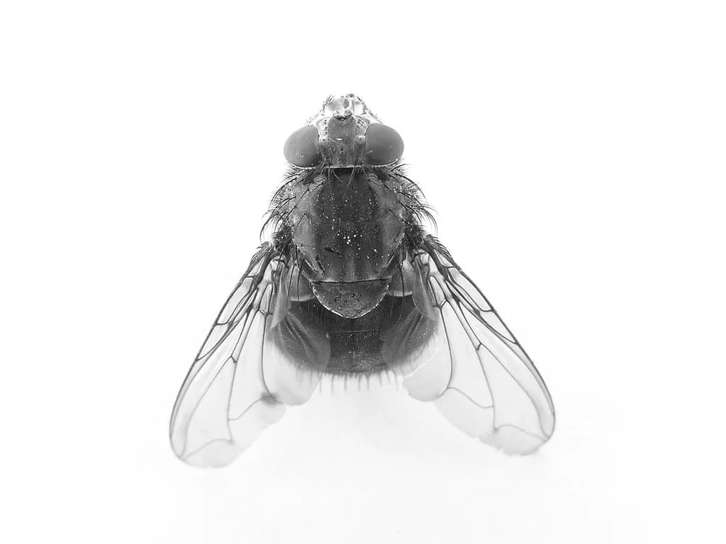 Buscaban el mosquito del virus del Nilo en las marismas de Doñana. Encontraron cuatro tipos de moscas que chupan sangre
