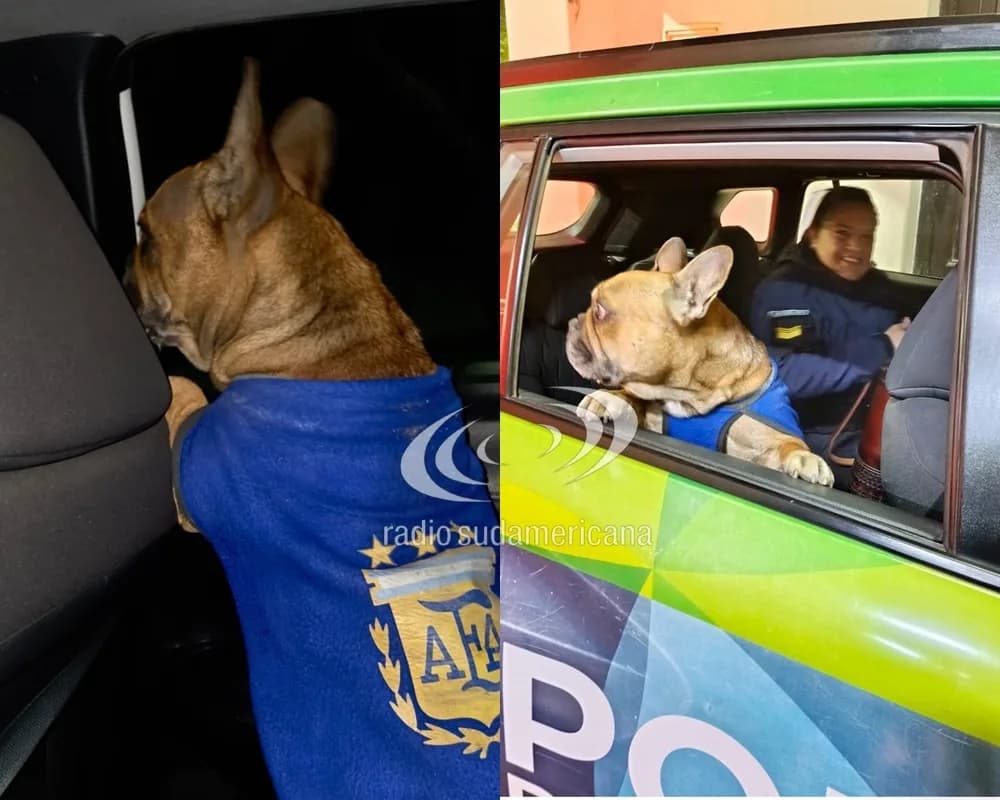 Recuperaron un bulldog francés y lo restituyeron a su familia