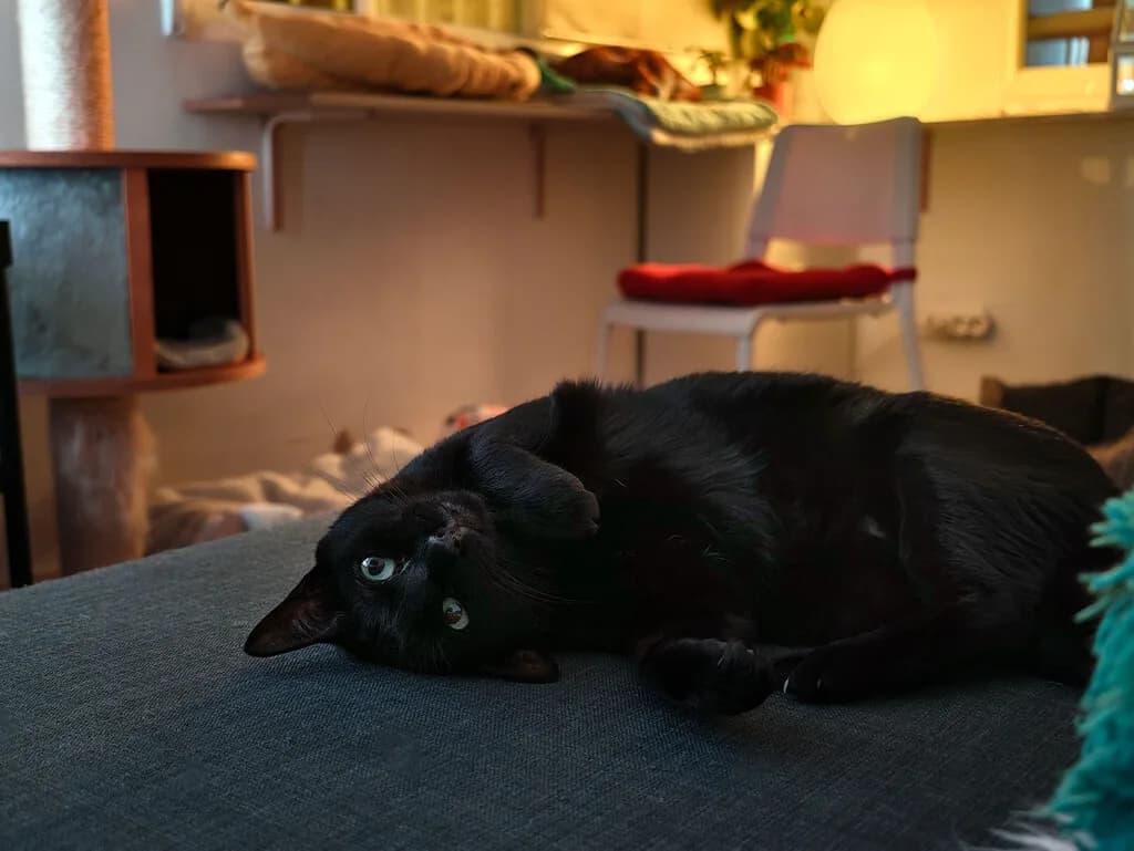 Noelia Hernández, educadora felina: "Llevamos toda la vida creyendo que los gatos son nocturnos y es normal que nos despierten"