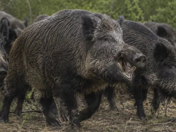 “No me los querría cruzar”: anticipan un crecimiento explosivo del jabalí, que ya provoca pérdidas por US$1600 millones por año
