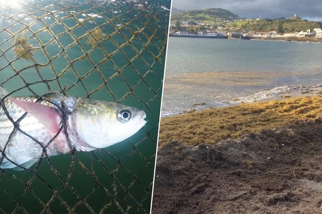 Las costas andaluzas se están llenando de un alga invasora. Resulta que es útil para algo: hacer el pescado más saludable