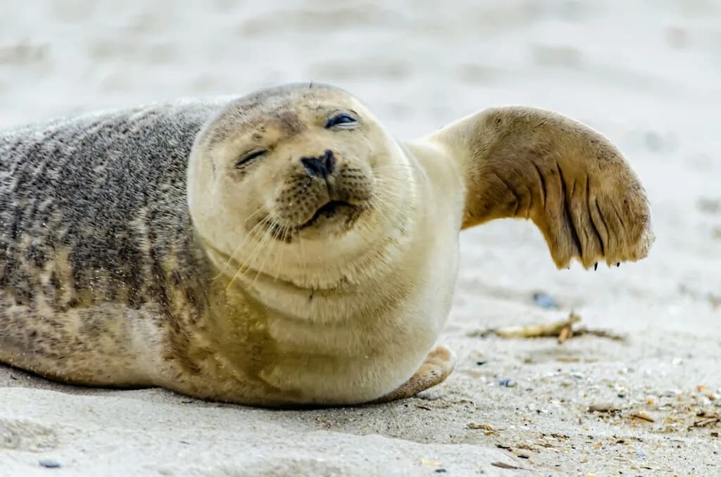 En 1971 un acuario de EEUU acogió una foca huérfana. Cinco años después empezó a hacer algo: hablar en inglés