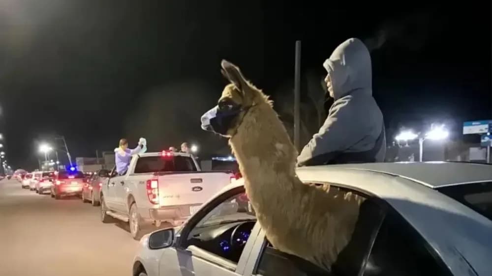 Video: se paseó con una llama en el auto para festejar el triunfo de la Selección y terminó denunciado
