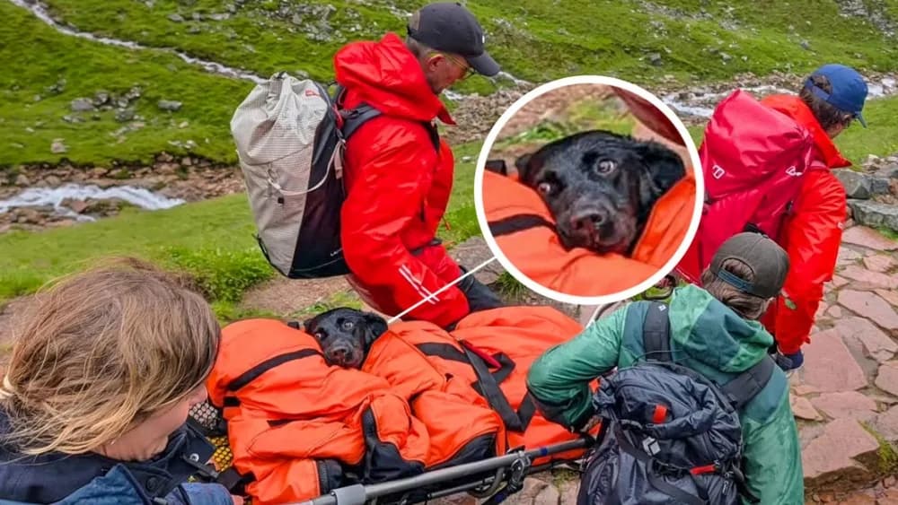 Un perro es rescatado de la montaña más alta de Escocia tras comer cannabis