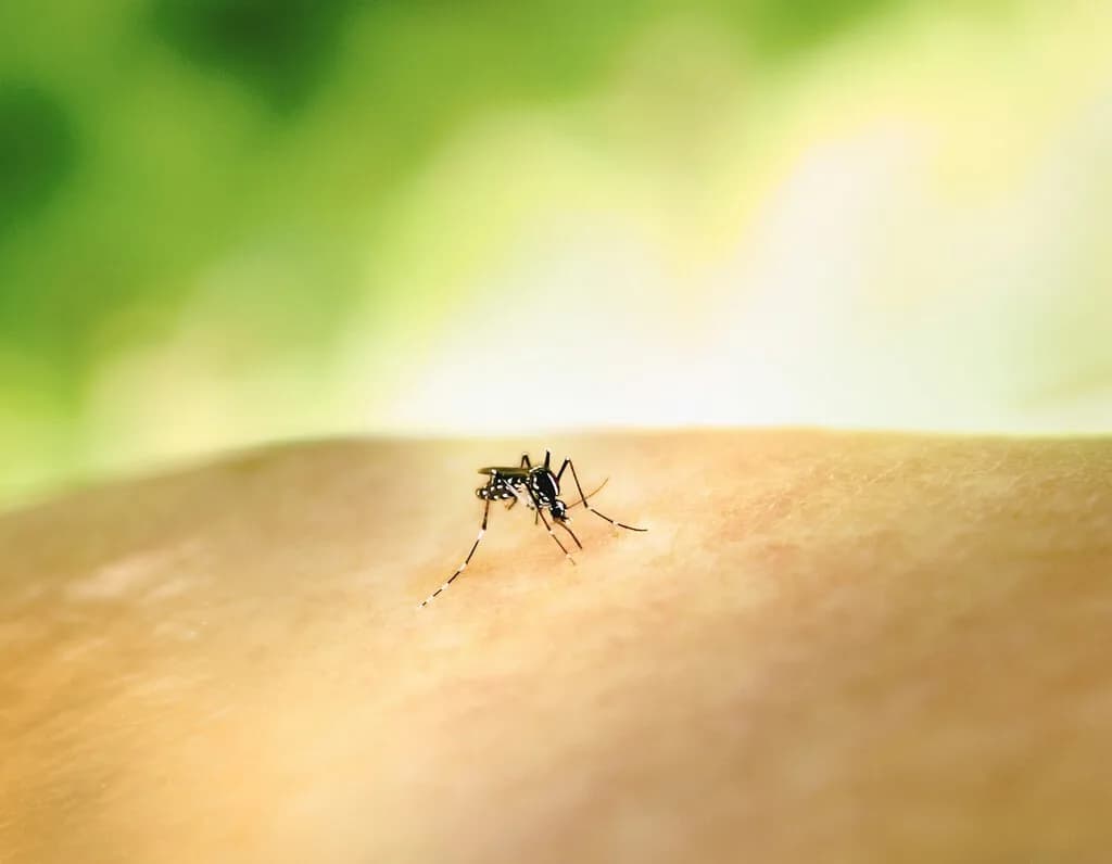 Adiós al mito de la "sangre dulce": la ciencia ya sabe por qué los mosquitos te acribillan a ti y no al de al lado