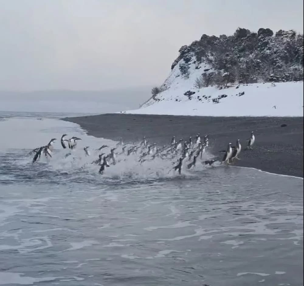 Un grupo de pingüinos papúa sorprendió con un desembarco en la Isla Martillo