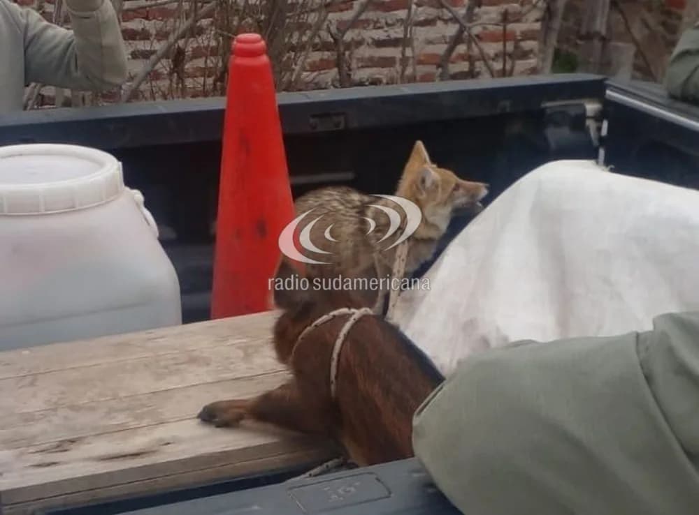 Curuzú Cuatiá: tenían un zorro y un chancho salvaje como mascotas
