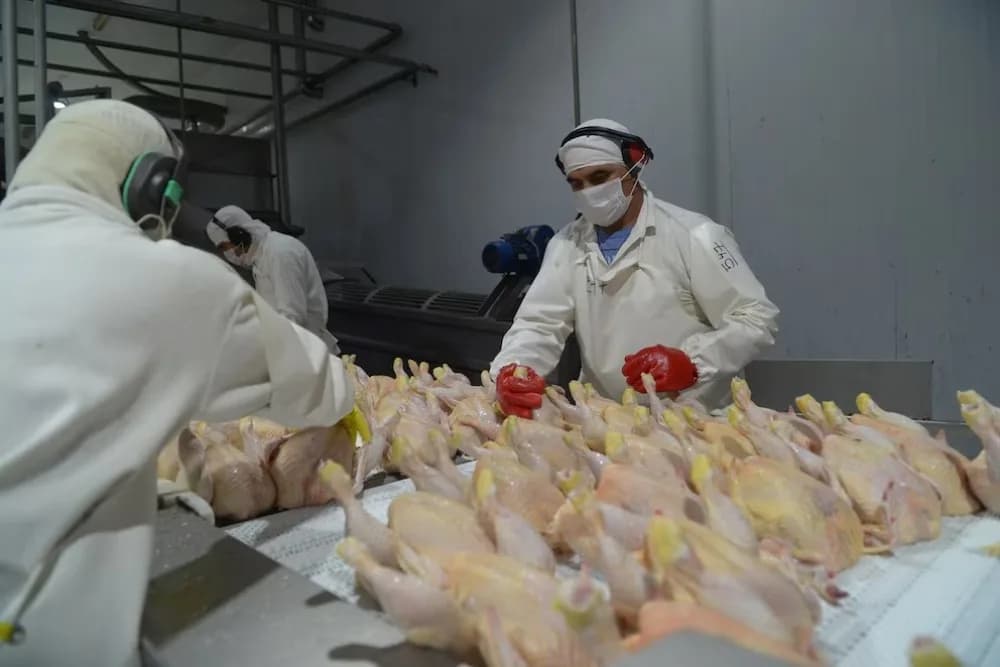 Argentina recuperó el acceso al mercado europeo de la carne aviar