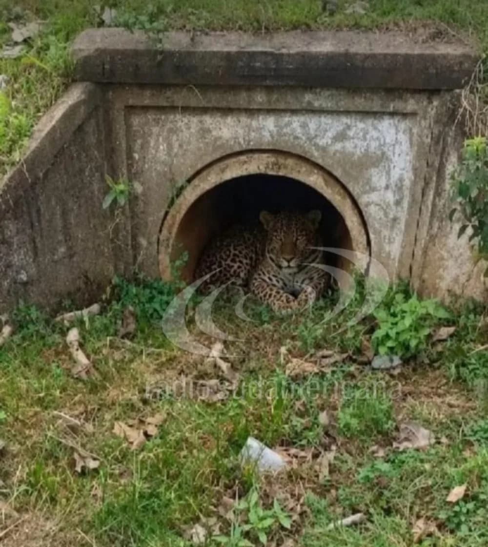 Avistaron a un yaguareté en una zona rural de Pago de los Deseos