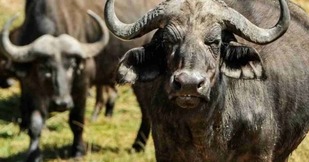 UNNE: los beneficios nutricionales de la carne y la leche de búfalo