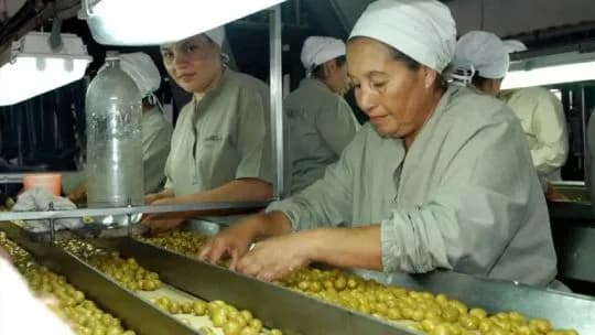 Fuerte crecimiento de la olivicultura: "La gran tracción viene desde el lado de la demanda y de los consumidores”