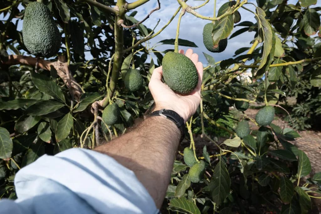 Los aguacates escondían uno de los mayores misterios de la naturaleza. Unos científicos al fin lo han resuelto