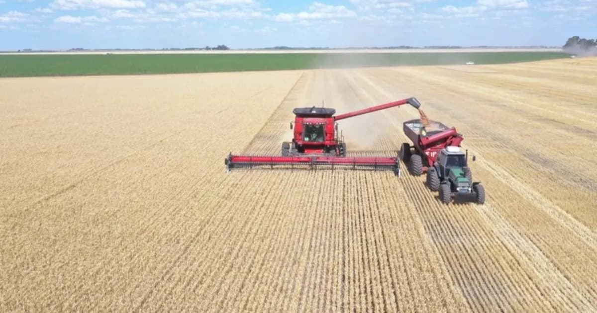 Con un buen escenario de precios y una cosecha récord, todavía falta comercializar el 30% de la producción de trigo
