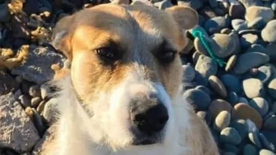 “Perejil es inocente”: Un perro mató a una nena de 5 años en una playa de Chubut y piden investigar quién fue