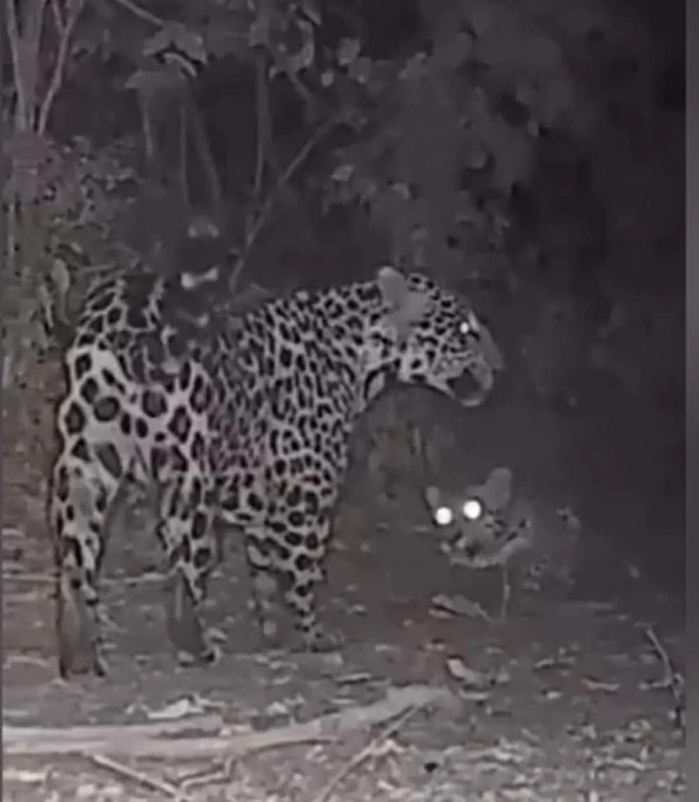 Una yaguareté y su cría jugaron frente a una cámara de monitoreo