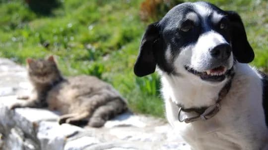 Córdoba: impulsan un proyecto para prohibir la compra y venta de perros y gatos