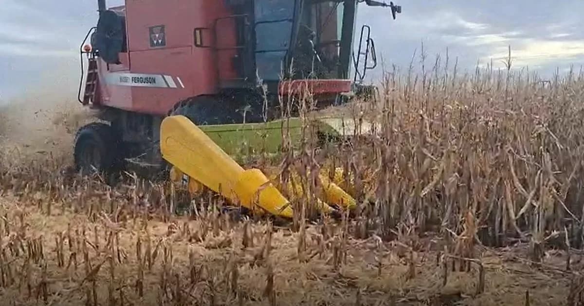 “Desesperación por cosechar”: en sólo 4 días se trillaron 70.000 hectáreas de maíz, antes de la vuelta de las lluvias
