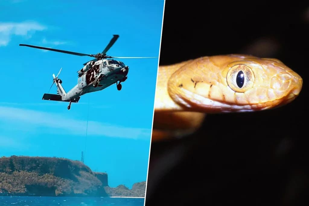 En 2013 EEUU lanzó 2.000 ratones cargados de paracetamol para aniquilar la criatura de una isla. Los resultados siguen sorprendiendo
