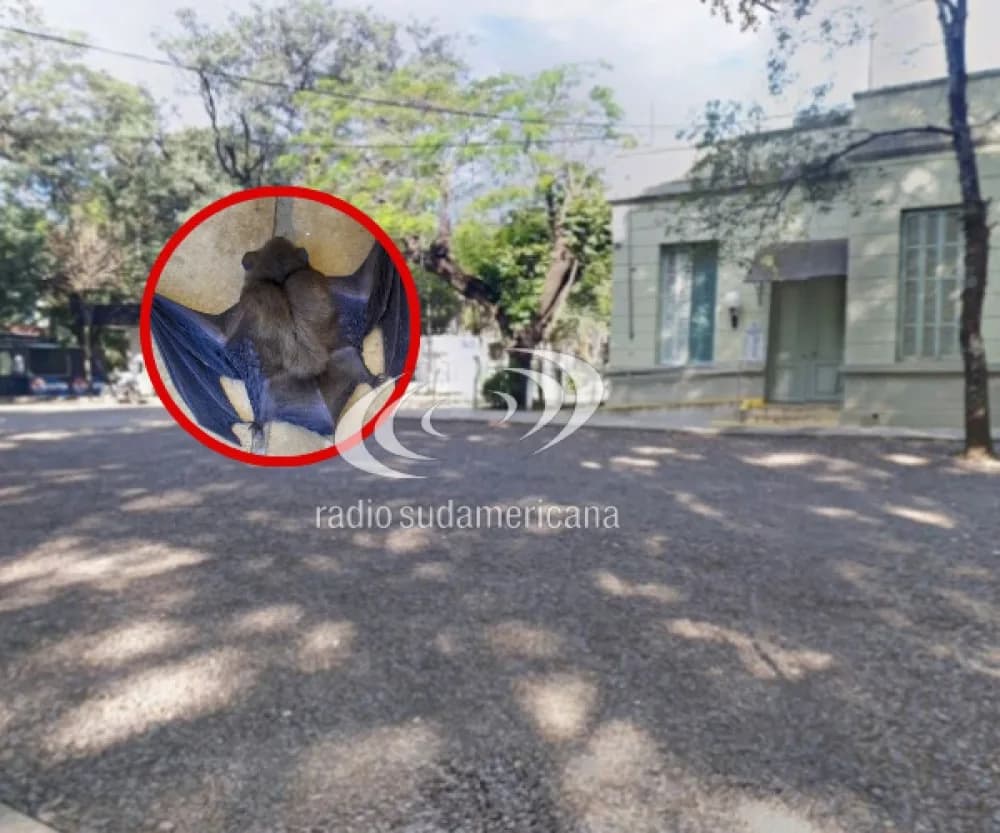 Aparición de un murciélago con rabia: qué se debe hacer