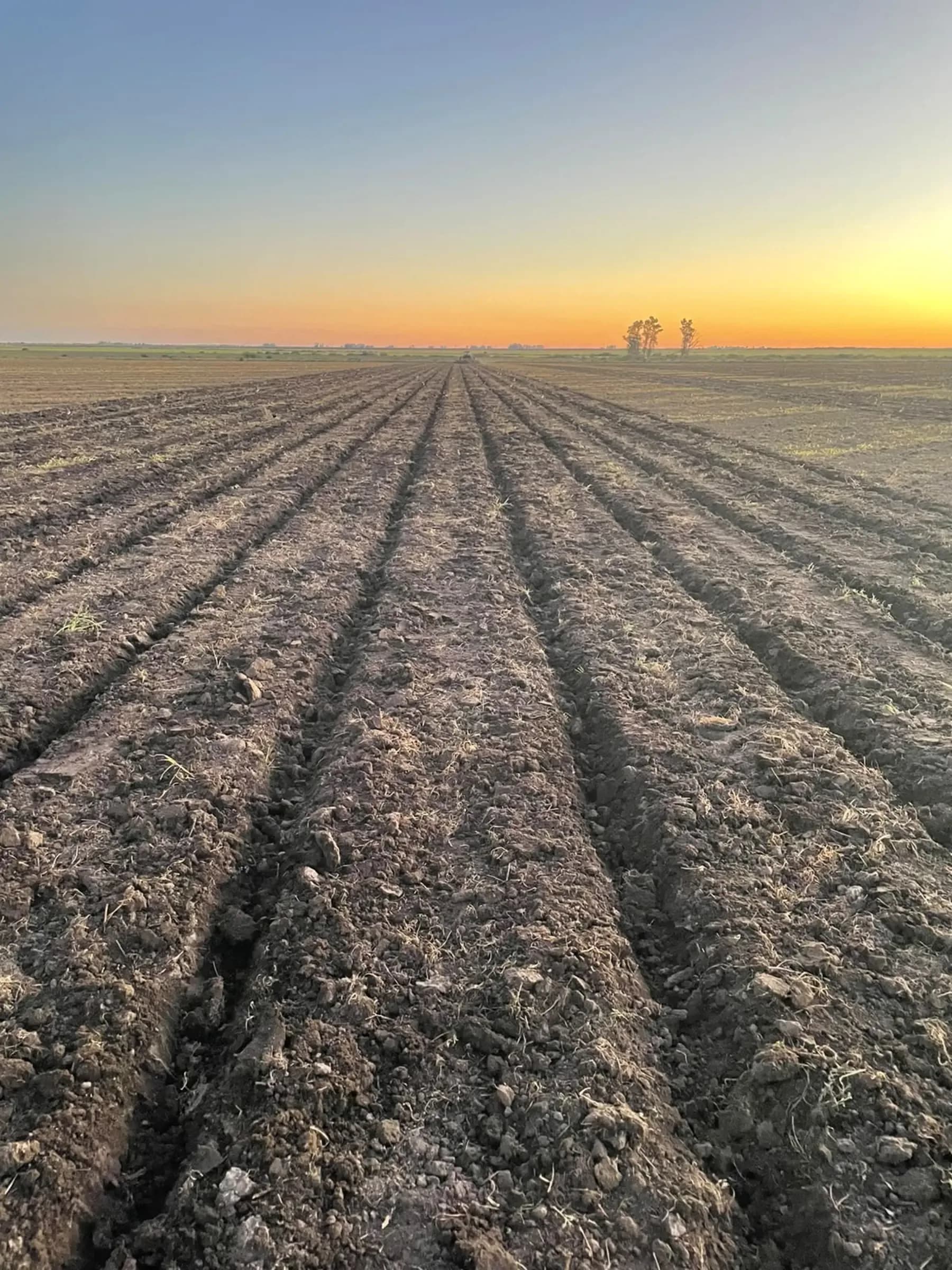 Corrientes inicia una etapa experimental con 1.000 hectáreas de maíz para definir su potencial por zona