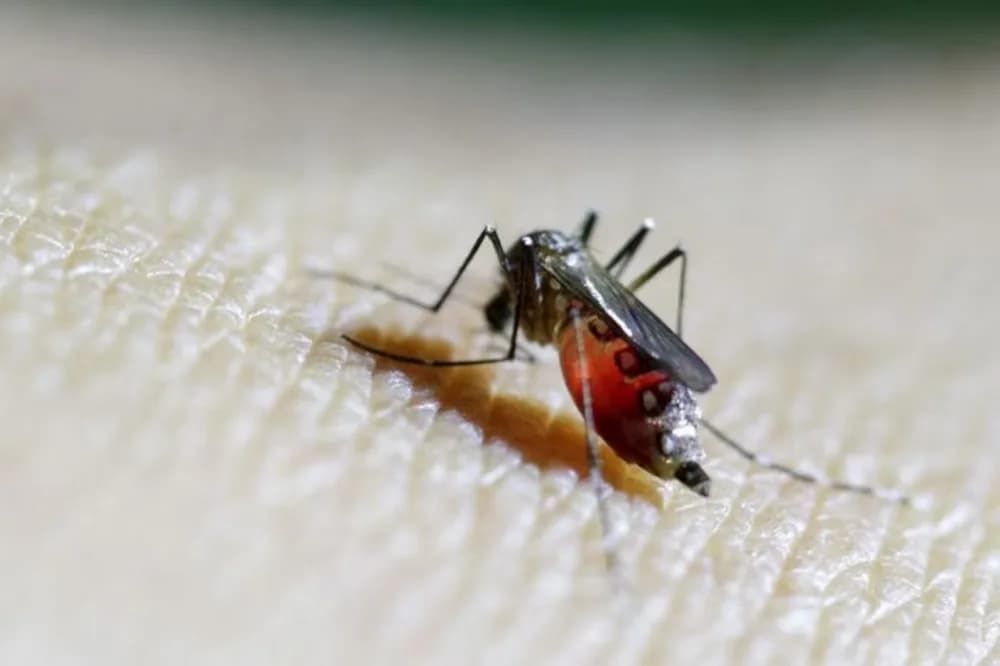 Reaparece en Michigan una rara enfermedad transmitida por mosquitos