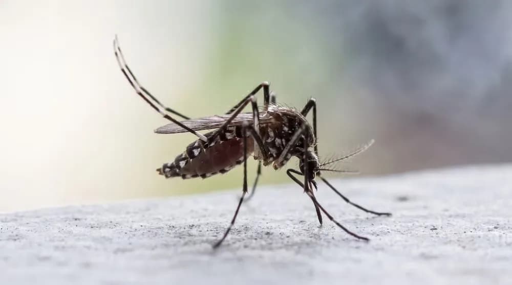 Piden reforzar la prevención en el norte argentino ante posible brote de dengue