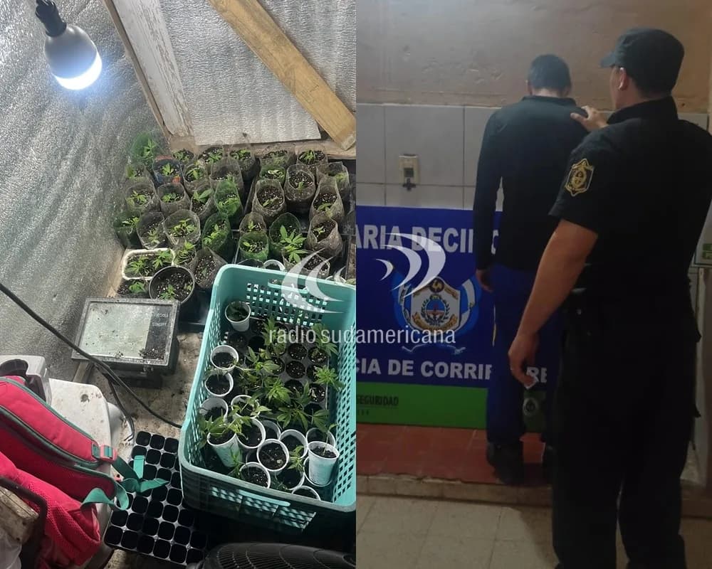 Un detenido y 77 plantines de marihuana secuestrados