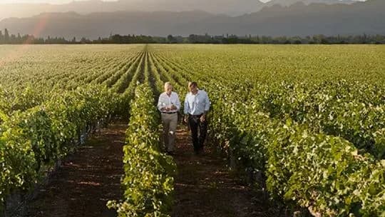 Día Internacional del Cabernet Sauvignon: el negocio de la paciencia