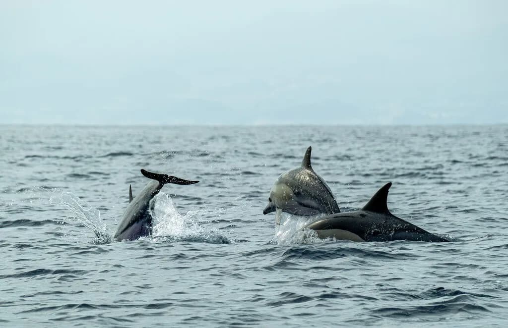Hace 50 millones de años, las ballenas abandonaron la tierra firme. Ahora sabemos por qué la evolución les ha impedido volver