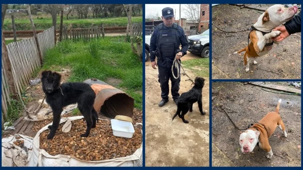 Rescataron a dos perros ante un presunto caso de maltrato animal