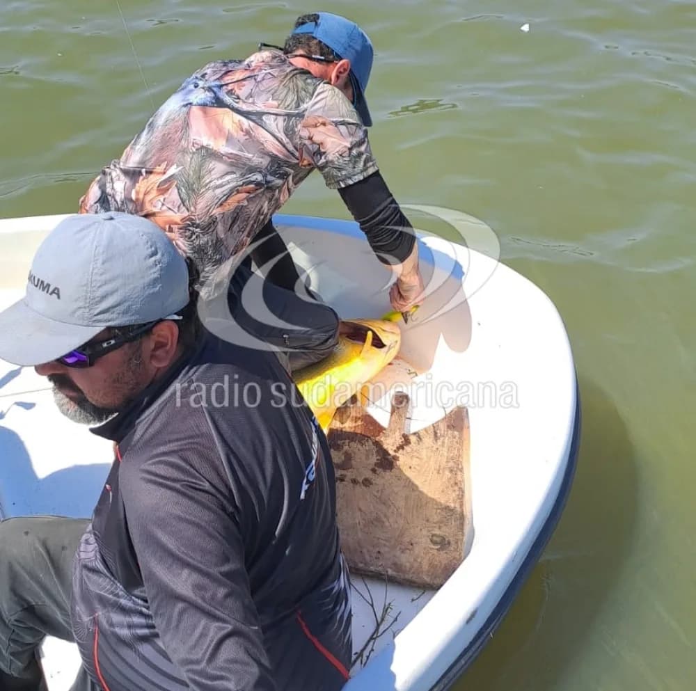 Ejemplares de hasta 8 kilos: Jamás vi tantos dorados de ese tamaño