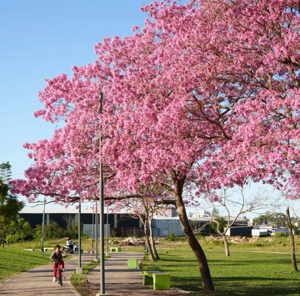 Se extiende el concurso fotográfico La ciudad que queremos florecer