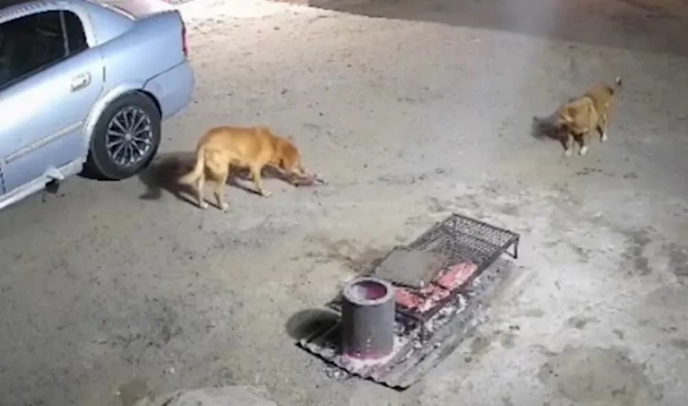 VIDEO: Inesperados visitantes terminan robándose toda la carne de un asado