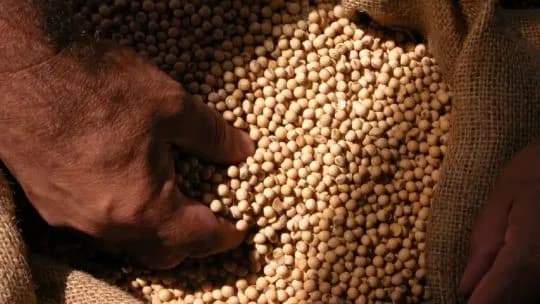 Ley de semillas: productores y semilleras buscan un acuerdo mientras continúa la discusión por el uso propio