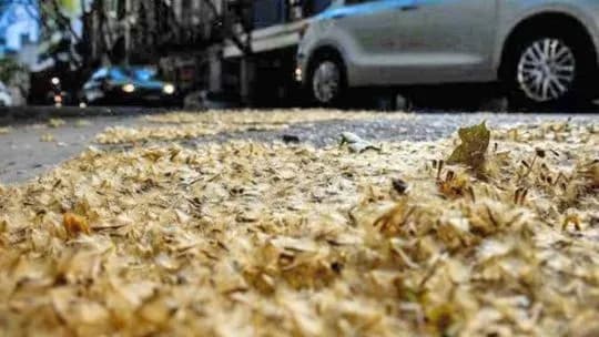 Un nuevo mapa de CABA permite evitar las calles con más plátanos