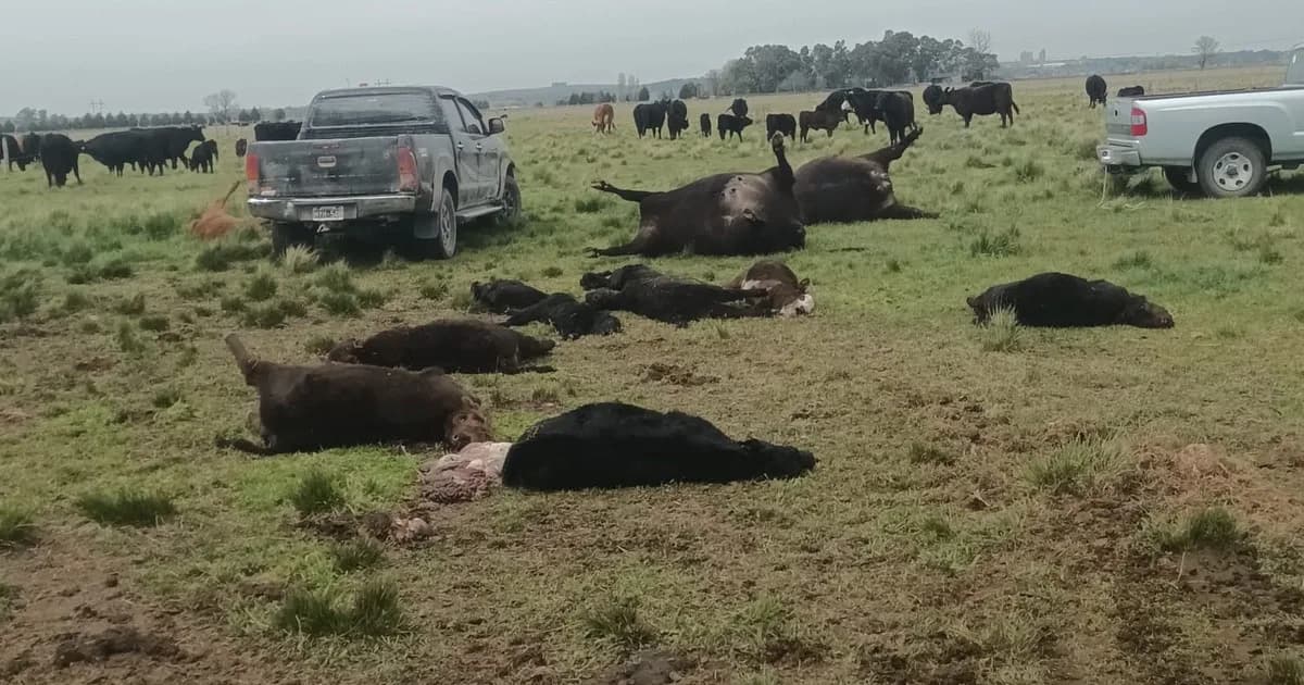 “No sé si voy a seguir con esto”: un productor denunció que le mataron 29 animales en dos noches y asegura que tendrá que dejar los campos que alquila