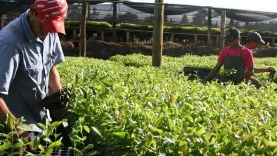 Yerba mate: un productor advirtió por un posible faltante en 2027 y describió una situación “caótica”