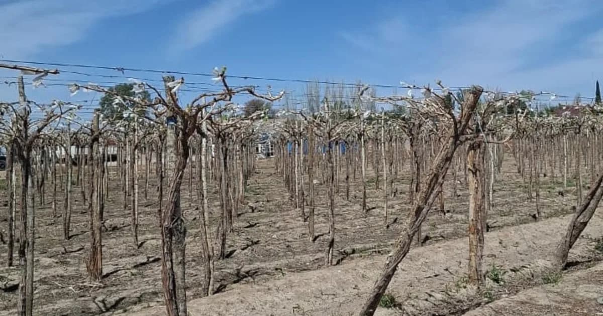 Las heladas le dieron un duro golpe a la principal actividad agropecuaria de una provincia y estiman pérdidas de hasta el 60% en la producción de una variedad clave