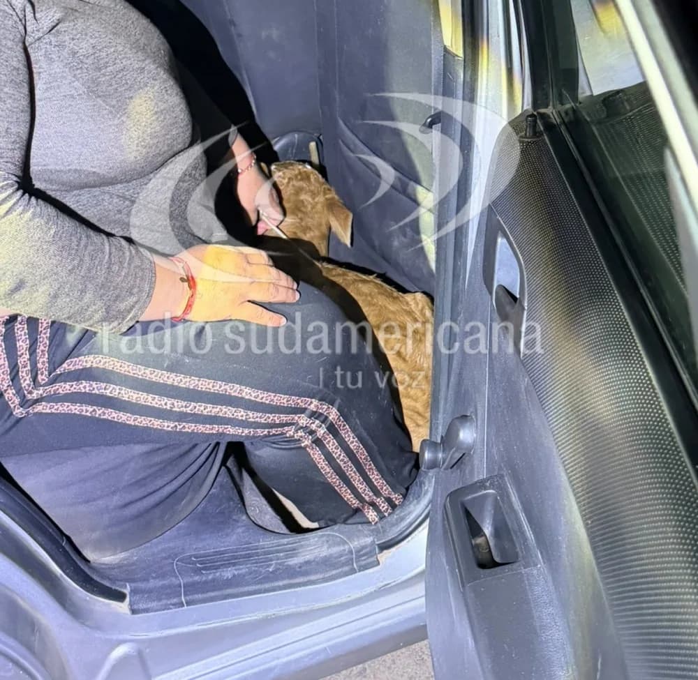 Goya: secuestraron un ternero que era transportado dentro de un auto