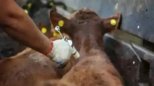 Desde el sector ganadero cuestionan el nuevo esquema de vacunación contra la fiebre aftosa
