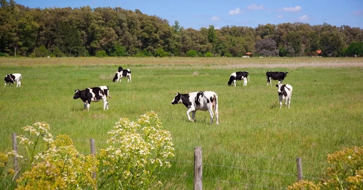 La producción y el consumo de leche crecieron más del 4% en los primeros 8 meses del año