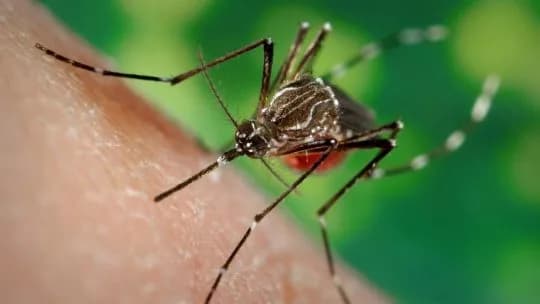 Dengue: Córdoba inicia vacunación temprana de trabajadores sanitarios de cara a la temporada 2026/27