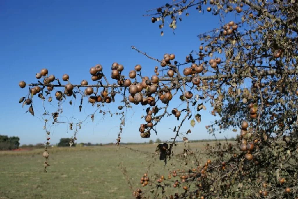 Hemos protegido tanto a Doñana que estamos consiguiendo lo contrario de lo que nos propusimos: acabar sus árboles silvestre