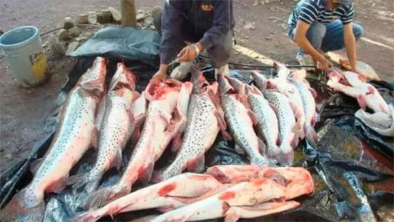 Corrientes refuerza controles ante la pesca furtiva paraguaya