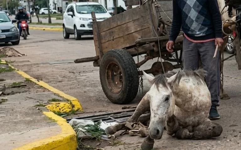 Corrientes: rescataron a tres caballos luego de una denuncia por maltrato animal