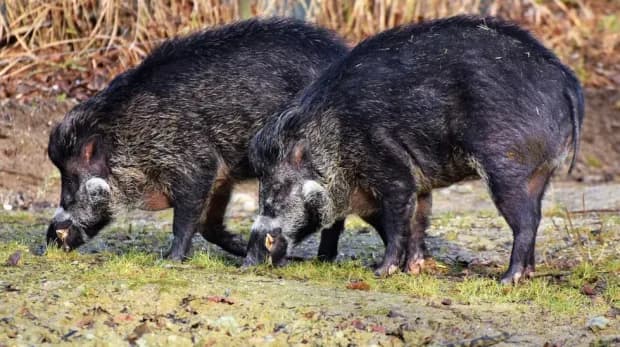 La Provincia flexibilizará los permisos de caza y faena para combatir la plaga del chancho salvaje