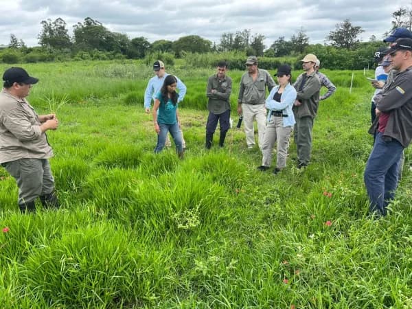 Pasto Nilo: el INTA Corrientes busca transformar campos anegables en superficies ganaderas de alta productividad